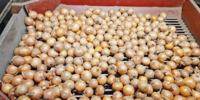 Vendemos cebollas amarillas seleccionadas, calibre 50/70. Envasadas en bolsas