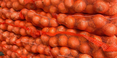 Vendemos cebollas amarillas seleccionadas, calibre 50/70. Envasadas en bolsas
