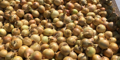 Vendemos cebollas amarillas seleccionadas, calibre 50/70. Envasadas en bolsas