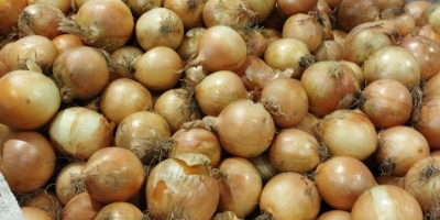 Vendemos cebollas amarillas seleccionadas, calibre 50/70. Envasadas en bolsas