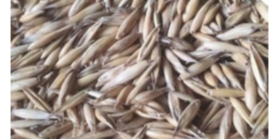 Cosecha de avena de este año, limpia y seca.