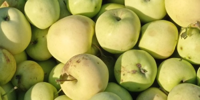 Manzanas GÁLA y GOLDEN para pálinka y puré a