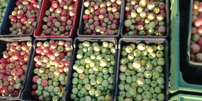 Manzanas GÁLA y GOLDEN para pálinka y puré a
