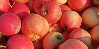 Manzanas GÁLA y GOLDEN para pálinka y puré a