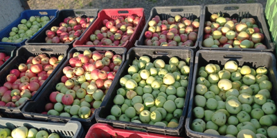 Manzanas GÁLA y GOLDEN para pálinka y puré a