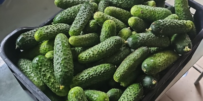 Vendo un pepino envuelto en plástico, directamente de un