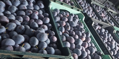 Ciruelas TopHit a la venta. Ofrezco ciruelas frescas de