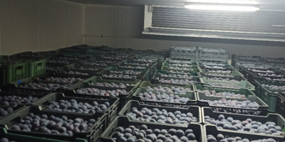 Ciruelas TopHit a la venta. Ofrezco ciruelas frescas de