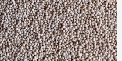 Vendo altramuz dulce, variedad Boregina, cantidad 15 toneladas