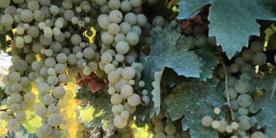 Vendo uvas de vino