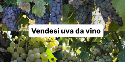 Vendo uvas de vino