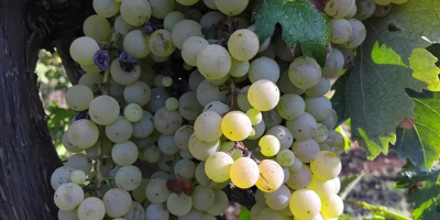 Vendo uvas de vino