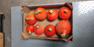 Hola, vendo una calabaza Hokkaido impecable y de hermosos