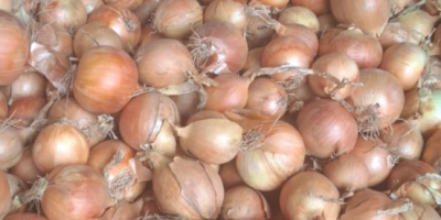 Hola. Busco cebollas amarillas de exportación, calibre 60-70+. Más