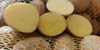 Hola. Vendo patatas amarillas Soraya, Ignacy y Otolia, calibre