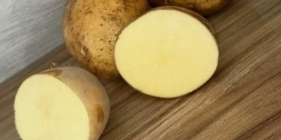Vendo papas Soraya de calibre 5+. El fertilizante principal