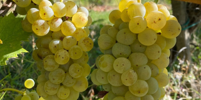 Venta de Uvas Premium - Región Vinícola de Kutjevo.