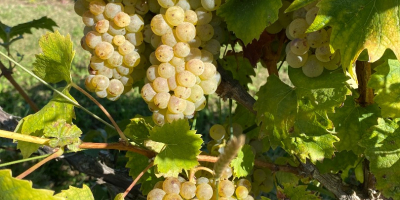Venta de Uvas Premium - Región Vinícola de Kutjevo.