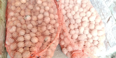 Tengo papas a la venta envasadas en sacos de