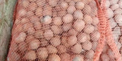 Tengo papas a la venta envasadas en sacos de