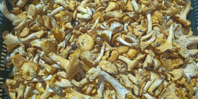 Venderé rebozuelos, boletus y boletus en cantidades al por