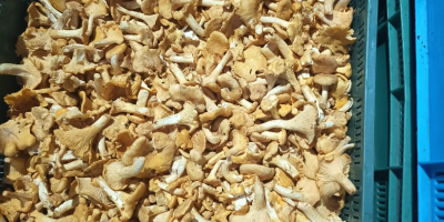 Venderé rebozuelos, boletus y boletus en cantidades al por