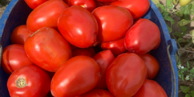 Hola, vendo tomates preciosos, grandes y cultivados en campo,