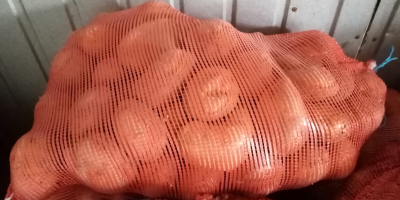 Vendo papas comestibles Jurek. Plantadas a partir de semillas