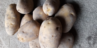 Vendo papas comestibles Jurek. Plantadas a partir de semillas