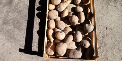 Vendo papas comestibles Jurek. Plantadas a partir de semillas