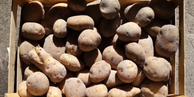 Vendo papas comestibles Jurek. Plantadas a partir de semillas