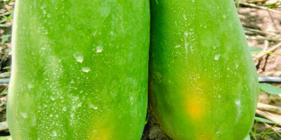 LA MEJOR PAPAYA DE LA REGION