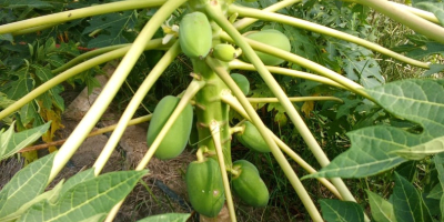 LA MEJOR PAPAYA DE LA REGION