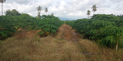 LA MEJOR PAPAYA DE LA REGION