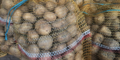 Vendo papas comestibles de la variedad Lord. Para más