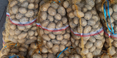 Tengo papas comestibles de la variedad Lord a la