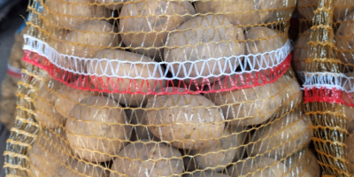 Tengo papas comestibles de la variedad Lord a la