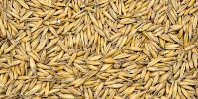 Vendo avena orgánica Cuenta con certificado orgánico vigente Aprox.