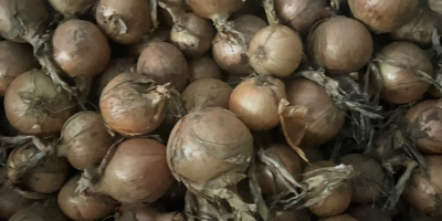 Vendo cebollas en varios paquetes y diferentes calibraciones 50mm-120mm