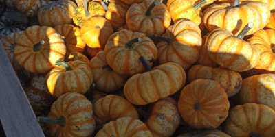 Vendo grandes cantidades de calabazas ornamentales. Varias variedades. Para