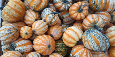 Vendo grandes cantidades de calabazas ornamentales. Varias variedades. Para