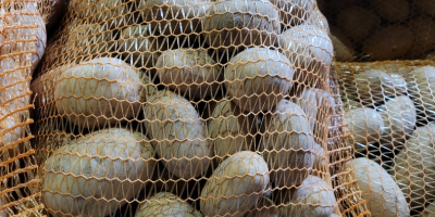 Hola, tengo papas Queen Anna de mi propia finca