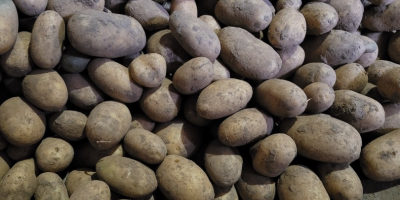 Hola, tengo papas Queen Anna de mi propia finca