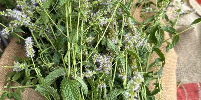 Hierba de menta orgánica certificada