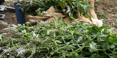 Hierba de menta orgánica certificada