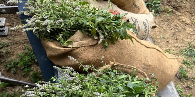 Hierba de menta orgánica certificada