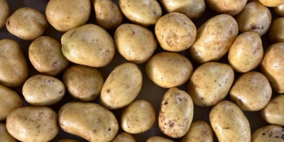 El productor ofrece patatas Soraya de alta calidad (otras
