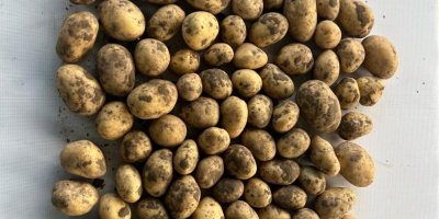 El productor ofrece patatas Soraya de alta calidad (otras