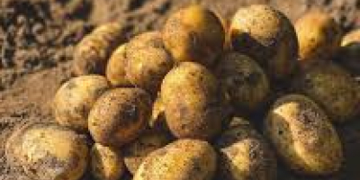 El productor ofrece papas Soraya de alta calidad (también