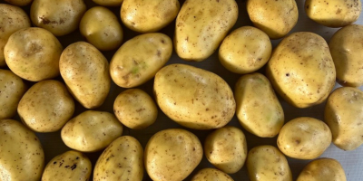 El productor ofrece patatas Soraya de alta calidad (otras